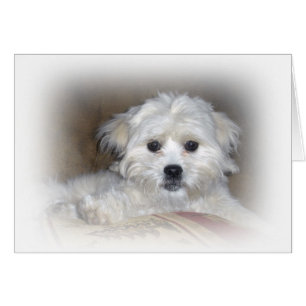 Salut là ! Chiot fané de Shih Poo