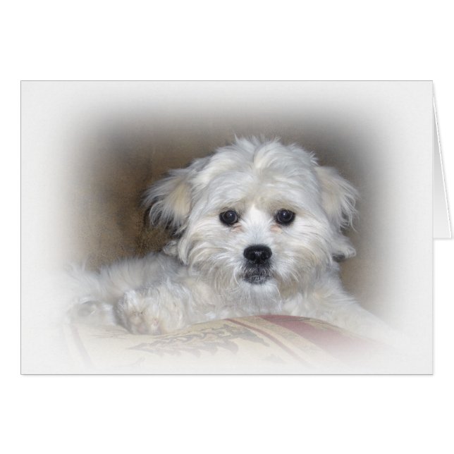 Salut là !  Chiot fané de Shih Poo (Devant Horizontal)