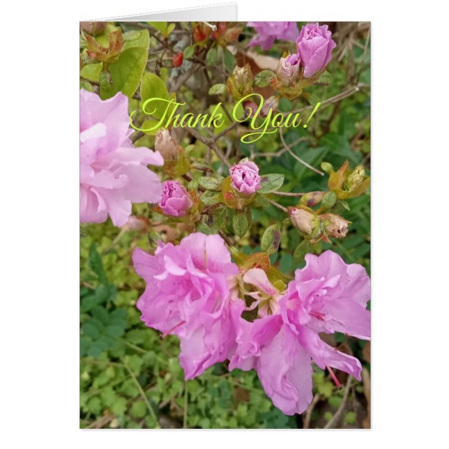 Salutation avec floraison de lavande sur l'azalée. (Devant)