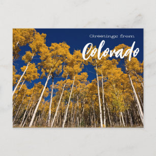 Salutations de Colorado Apen Trees Carte postale