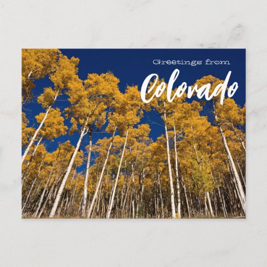 Salutations de Colorado Apen Trees Carte postale (Devant)