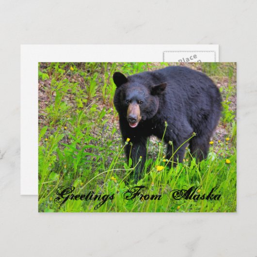 Salutations de la carte postale Alaska (Devant / Derrière)