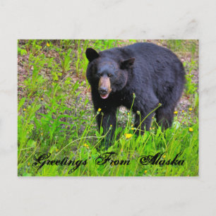 Salutations de la carte postale Alaska