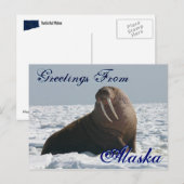 Salutations de la carte postale Alaska Bull Walrus (Devant / Derrière)