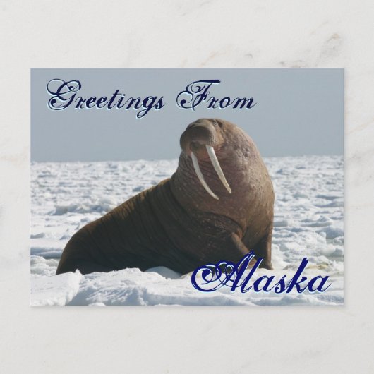 Salutations de la carte postale Alaska Bull Walrus (Devant)