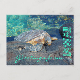 Salutations de la carte postale de tortue brillant