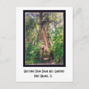 Salutations De Sugar Mill Gardens Carte Postale