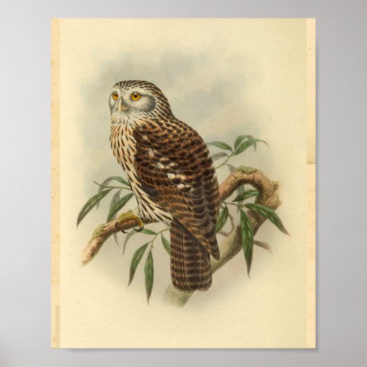 Salvadori's Hawk Owl Bird Color  Print (Voorkant)