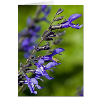 Salvia bleu
