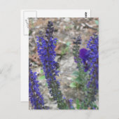 Salvia ~ First Bloom Briefkaart (Voorkant / Achterkant)