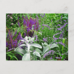 Salvia, Lavendar, Lambs ear Briefkaart