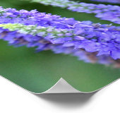 Salvia Poster (Hoek)
