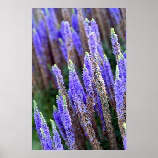 Salvia Poster (Voorkant)