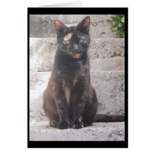 Samantha de Struik Cat