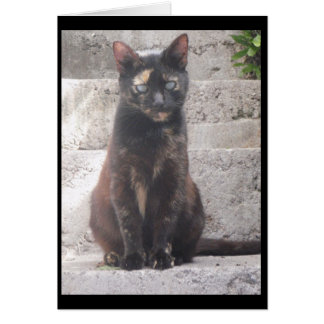 Samantha de Struik Cat