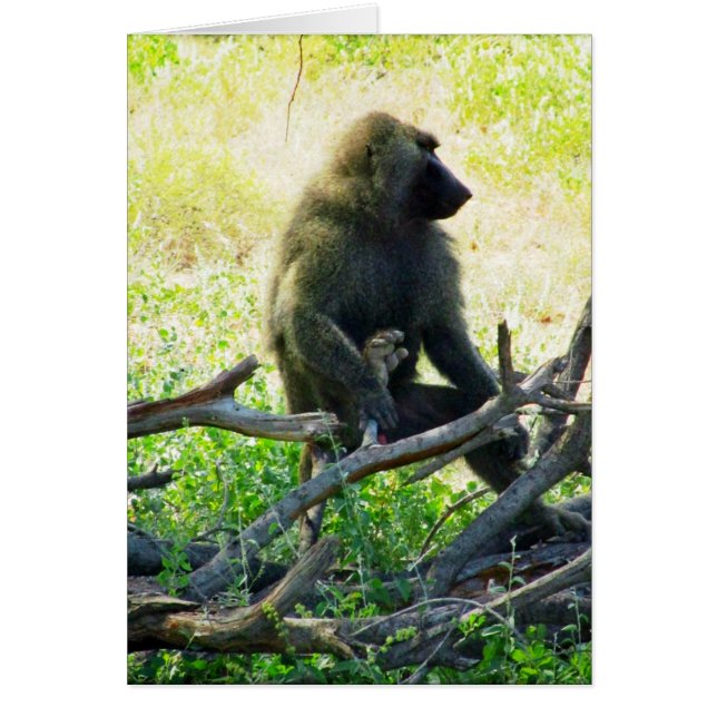 Samburu Baboon (Devant)