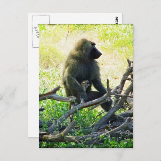 Samburu Baboon Briefkaart (Voorkant / Achterkant)