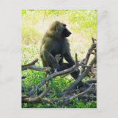 Samburu Baboon Briefkaart (Voorkant)