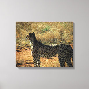 Samburu Cheetah Canvas Afdruk