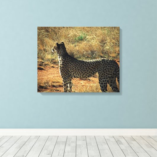Samburu Cheetah Canvas Afdruk (Insitu (Houten vloer))