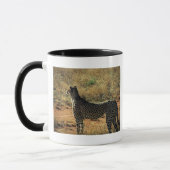 Samburu Cheetah Mok (Links)