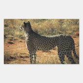 Samburu Cheetah Rechthoekige Sticker (Voorkant)