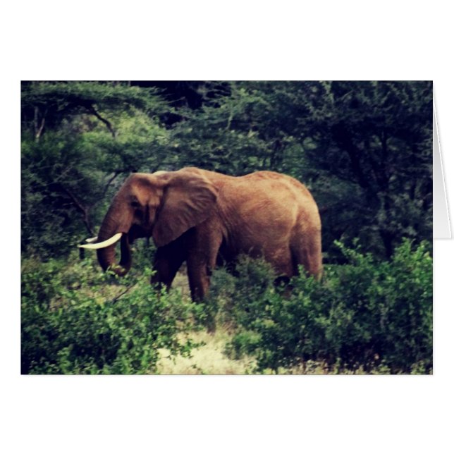 Samburu Elephant (Voorkant Horizontaal)