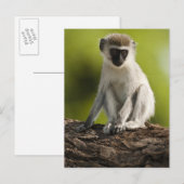 Samburu Game Reserve, Kenia, Vervet Monkey Briefkaart (Voorkant / Achterkant)