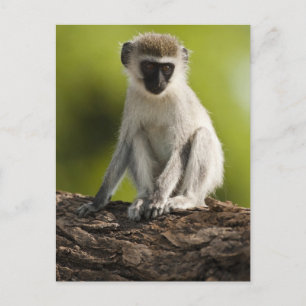 Samburu Game Reserve, Kenia, Vervet Monkey Briefkaart