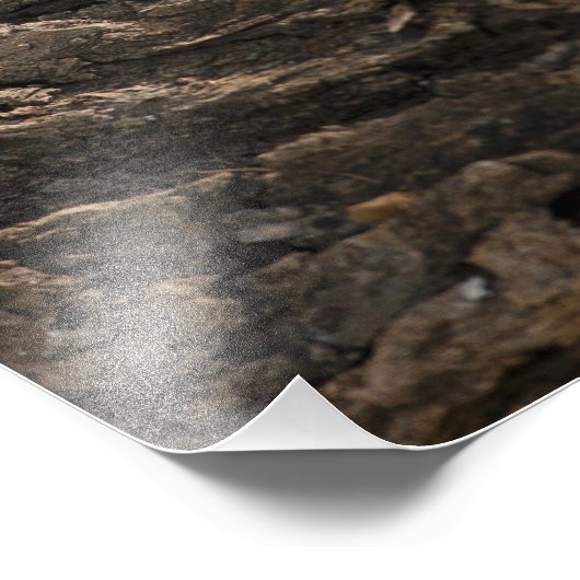 Samburu Game Reserve, Kenia, Vervet Monkey Foto Afdruk (Hoek)