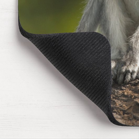 Samburu Game Reserve, Kenia, Vervet Monkey Muismat (Hoek)