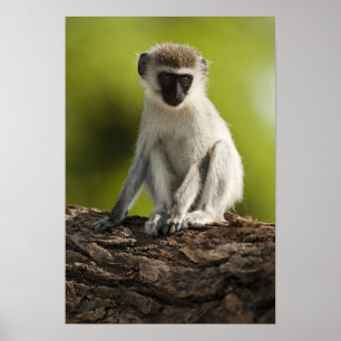 Samburu Game Reserve, Kenia, Vervet Monkey Poster