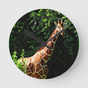 Samburu Giraffe Ronde Klok