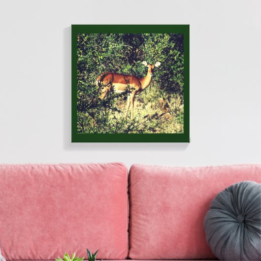 Samburu Impala Canvas Afdruk (Insitu (Woonkamer))