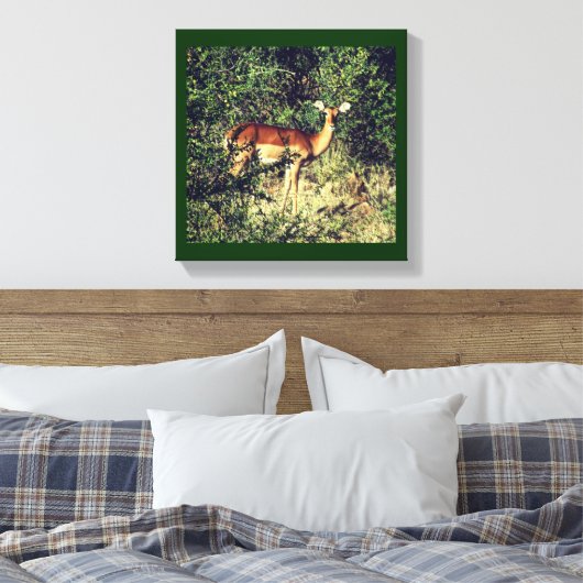 Samburu Impala Canvas Afdruk (Insitu (Slaapkamer))