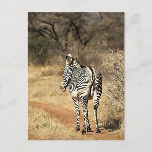 Samburu National Reserve (Kenia) Briefkaart (Voorkant)