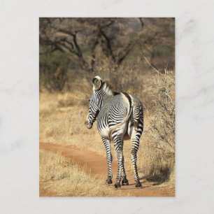 Samburu National Reserve (Kenia) Briefkaart
