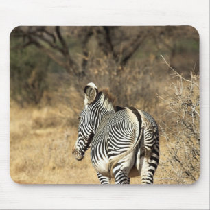 Samburu National Reserve (Kenia) Muismat