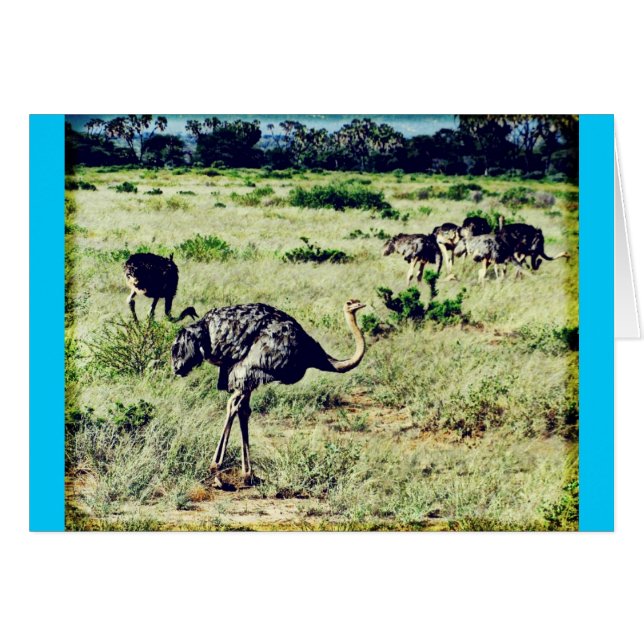 Samburu Ostriches (Devant horizontal)