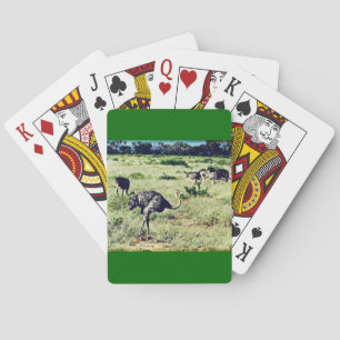 Samburu Ostriches Pokerkaarten