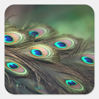 Samenstelling van heldere pauwenveren vierkante sticker