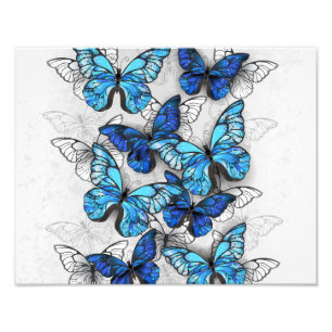 Samenstelling van witte en blauwe vlinders foto afdruk