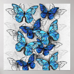 Samenstelling van witte en blauwe vlinders poster