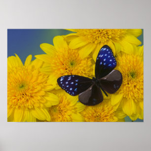 Sammamish Washington Foto van Butterfly 41 Poster