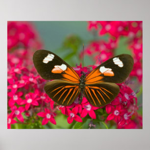 Sammamish Washington Foto van vlinder op 14 Poster