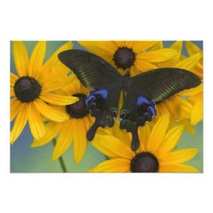 Sammamish Washington Photo de Papillon