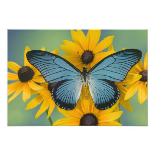 Sammamish Washington Photographie d'un papillon