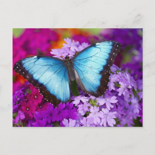 Sammamish Washington Tropical Butterfly Briefkaart (Voorkant)