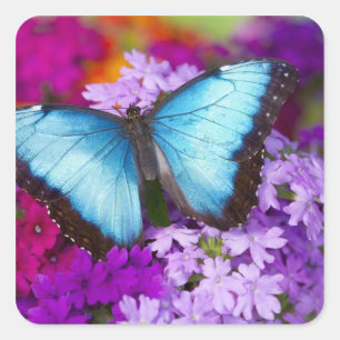 Sammamish Washington Tropical Butterfly Vierkante Sticker