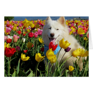 Sammie dans les tulipes